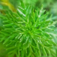 Limnophila sessiliflora (Vahl) Blume